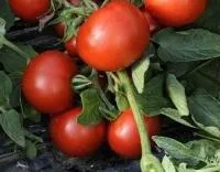 Томат ТОПКАПИ F1 (1000 семян) Vilmorin