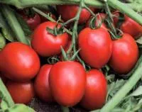 Томат КАПОРАЛ F1 (1000 семян) Vilmorin